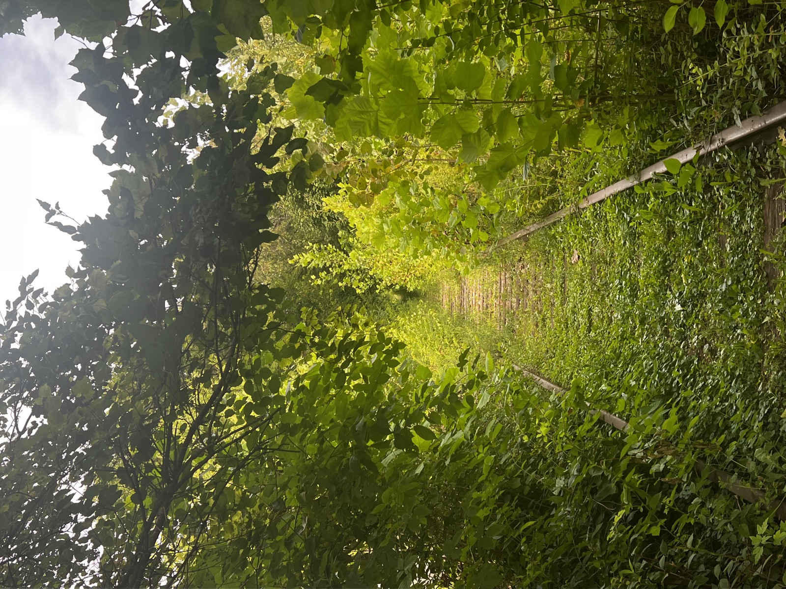 An abandoned railway line disappearing into a tunnel of overgrown green foliage, the rails and ties nearly swallowed by grass.