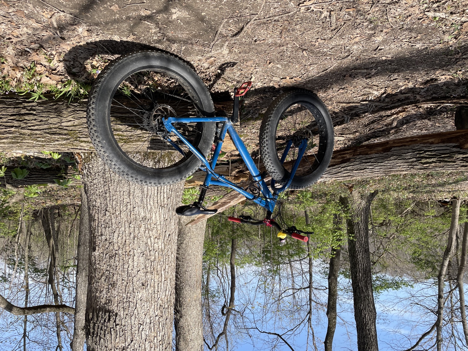 A blue fat-tire mountain bike propped against a fallen log on a leaf-covered singletrack trail in an early-spring hardwood forest.